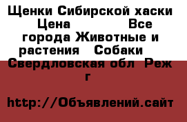 Щенки Сибирской хаски › Цена ­ 18 000 - Все города Животные и растения » Собаки   . Свердловская обл.,Реж г.